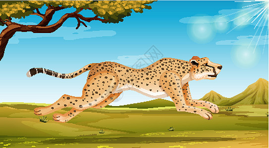 白天在田野里奔跑的野生猎豹图片