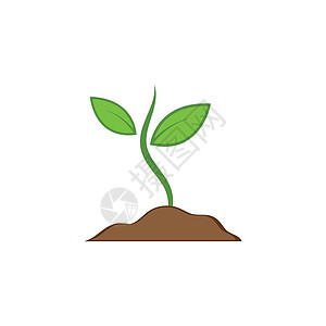 甘肃贝母植物矢量图标它制作图案叶子植物群花园植物学花盆林木海报生长白色盆栽设计图片