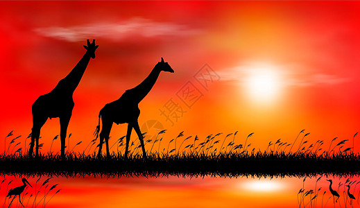 湖边夕阳下的长颈鹿图片