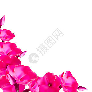 粉红色福禄考花矢量它制作图案花园绿色植物群植物紫色插图野花花坛花瓣粉色图片