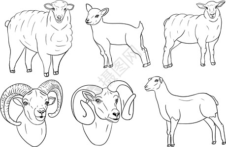 羊 手绘牛动物放牧矢量图 农场宠物 和设计的插图 农场动物素描写实风格的剪贴画墙纸标签绘画哺乳动物艺术品纺织品食物横幅羊毛草图图片