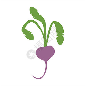 蔬菜向量图像 新鲜甜菜和叶子 平板设计图片
