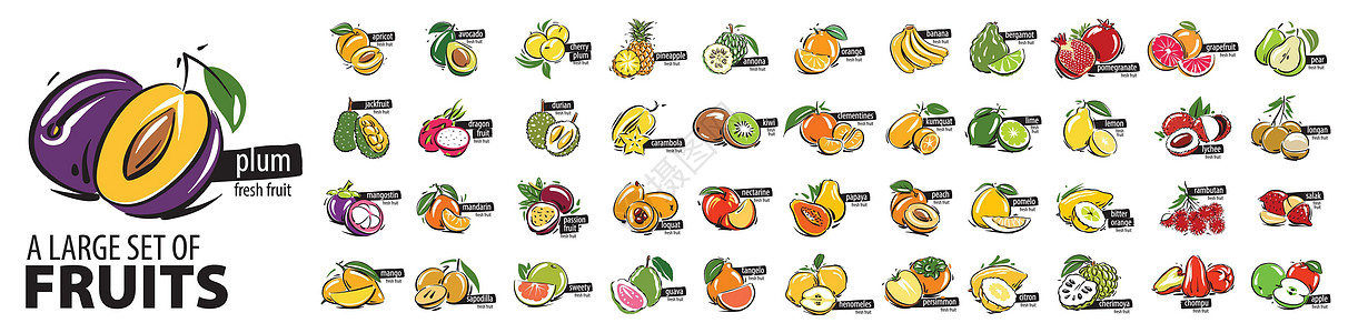 桂圆莲子汤将所有水果涂成白色背景的矢量设计图片