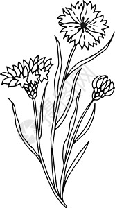 Centaurea草图 手画花椰菜草植物图片