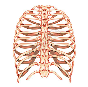 人类骨骼系统反视 现实的胸口解剖正确无误的肋骨3D平面彩色概念图片