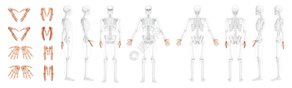 人类前部后侧视图 部分骨骼位置透明 Carpals 手腕 代形臂图片