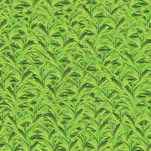 现实的黄绿色草 草原背景矢量植物花瓣场地横幅雏菊环境太阳草本植物天空插图图片