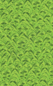 现实的黄绿色草 草原背景矢量花瓣洋甘菊土地场地叶子太阳天空花园墙纸生长图片