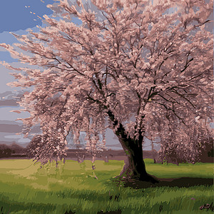 现实的萨库拉树 高雅的日本特色 有粉红色花瓣在绿色草原上的鲜花植物 亚洲人邀请函卡片天气庆典樱花橙子花朵季节幸福木头图片