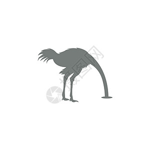 Ostric 图标标志标识设计插图动物园农场野生动物荒野脖子黑色动物图片