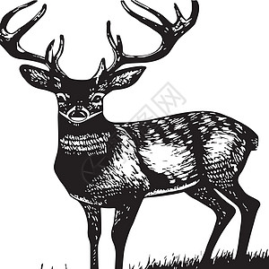 驯鹿肖像 特写 矢量图 北方的野生动物 在风景的鹿头荒野艺术公园贴纸墙纸动物群插图场景季节植物群图片