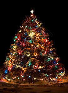 圣诞树 假期 冬天 黑暗的 灯 松树背景图片
