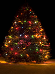 圣诞树 松树 灯 雪 冬天 季节性的背景图片
