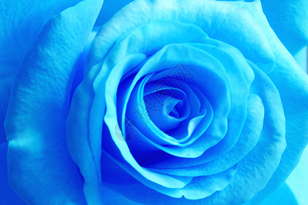 蓝玫瑰 绽放 按钮 盛开 朵朵 墙纸 卡片图片