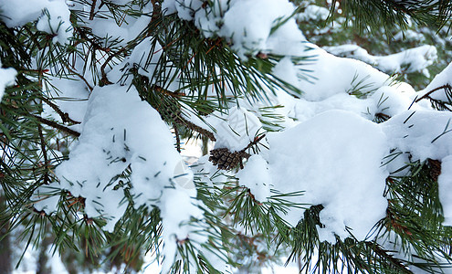 雪下的松树枝图片