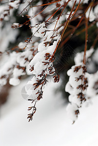 白雪树枝图片