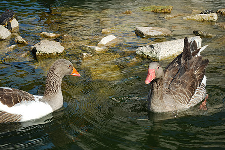 鸭子在人工湖中游泳 鸟 羽毛 有趣的 灰色的 小鸭子图片