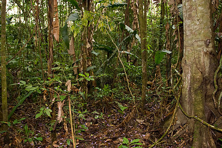 丛林步行 亚马逊 徒步旅行 桑多瓦 自然 踪迹 森林 雨林 小路图片