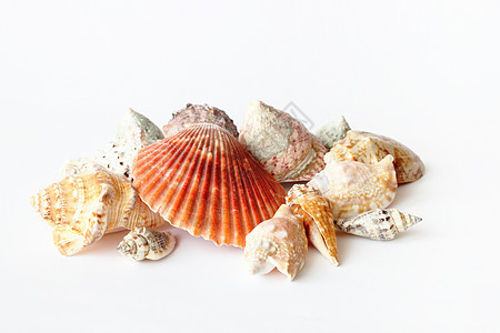 美丽的海贝壳 紧闭白色图片