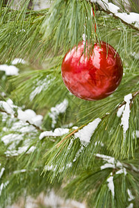 气环灯泡 传统 户外 圣诞节 雪花 覆盖 寒冷的 柔软的图片