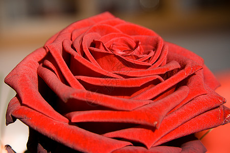 玫瑰花苞花朵 红玫瑰如明信片 生长 美丽 浪漫的 花的 生日背景