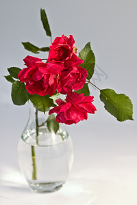 玫瑰花苞玫瑰 假期 红色的 开花 花束 压痛 精美的 脆弱性背景