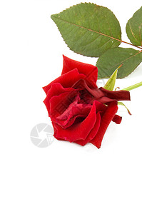 玫瑰花苞白色背景的红玫瑰 香气 展示 红色的 迷人的 树叶 绿色的背景
