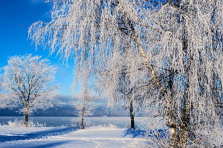 冬季冬日图片