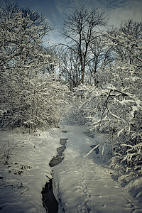 下雪的冬季森林 假期 户外的 季节 公园 风景优美的图片