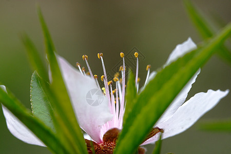 花朵 桃子 植物 粉色的 传统 庆祝活动 文化背景图片