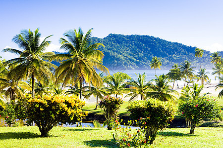 特立尼达马拉卡斯湾 植物群 热带 外观 冷清 安静图片