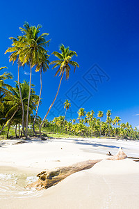特立尼达库马纳湾 宁静 植物群 风景 美国 海滩图片