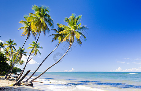 特立尼达北岸 加勒比 宁静 夏天 孤独 风景 植被图片