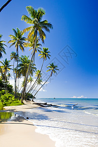 特立尼达北岸 加勒比 世界旅行 树木 植物 孤独 海滩图片
