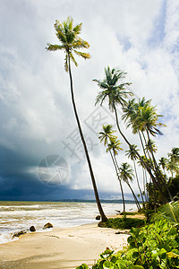 特立尼达可可湾图片