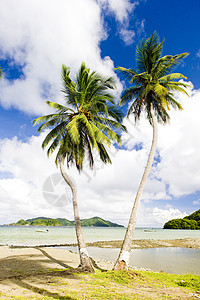 多巴哥巴蒂托湾 海岸 植物 植物群 海景 海滩 岛 西印度群岛图片