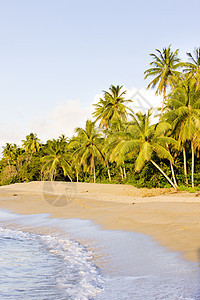 多巴哥海龟海滩 冷静 棕榈树 西印度群岛 植物 树木 夏天 安静图片