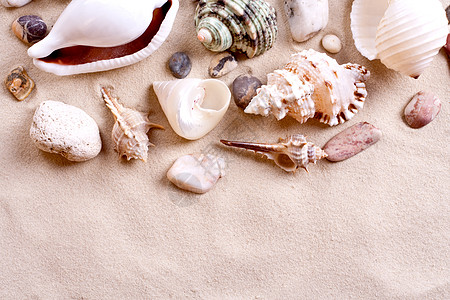 沙中的贝壳 海滨 海滩 边界 海岸 天堂 沿海 热带图片