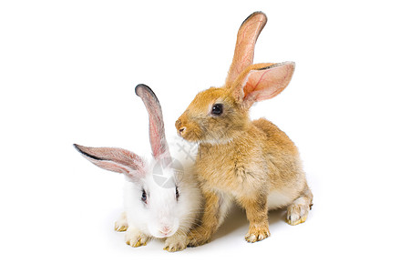 兔子新年快乐 居住 白色的 快乐的 假期 动物背景图片