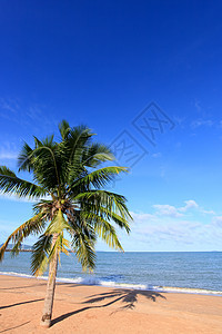 海滩 椰子和蓝天空图片