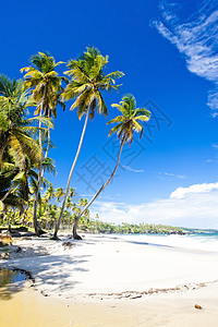 特立尼达库马纳湾 自然 寂静 中美洲 树 岛屿 大西洋图片