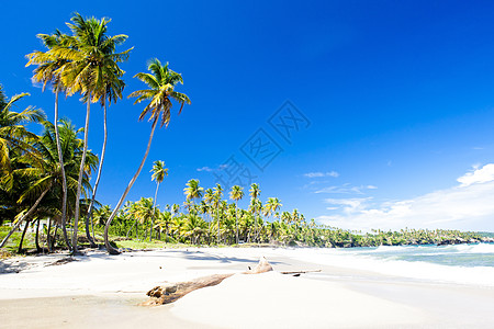 特立尼达库马纳湾 棕榈 美国 加勒比地区 海景 孤独 手掌图片