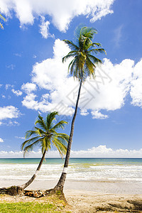 多巴哥罗克利湾 支撑 世界旅行 旅行 安静 热带 海滩 摇滚图片