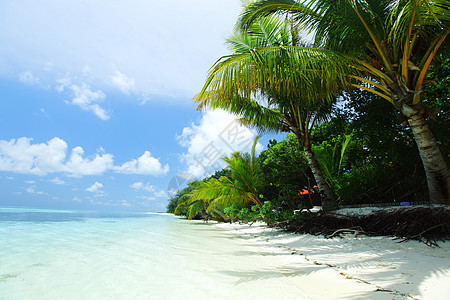 热带热带岛屿 植物 太阳 棕榈 海浪 海景图片