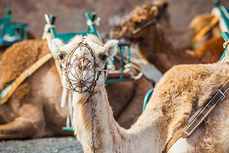 Timanfaya国家公园的骆驼图片