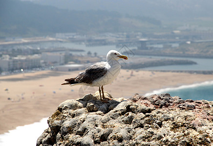 海鸥 海洋 大西洋 拿撒勒 海滨 鸟 海岸 海滩 水图片