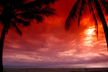 椰子树的日落轮廓图片