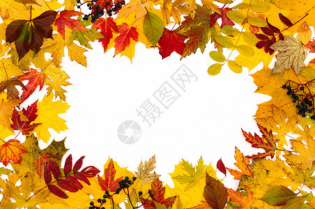 秋天的落叶不一样 季节 植物学 笔记 金的 荒野背景图片