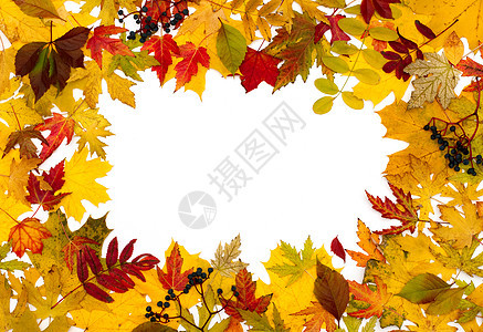 秋天的落叶不一样 树叶 灰 树 九月 卡片 荒野背景图片