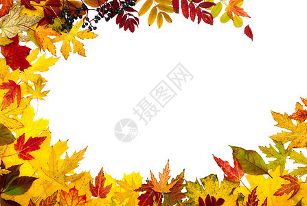 秋天的落叶不一样 荒野 自然 树 植物 叶子 边界背景图片